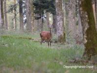 images/CERF-ET-CHEVREUIL/biche-13-juillet-2013 copie.jpg